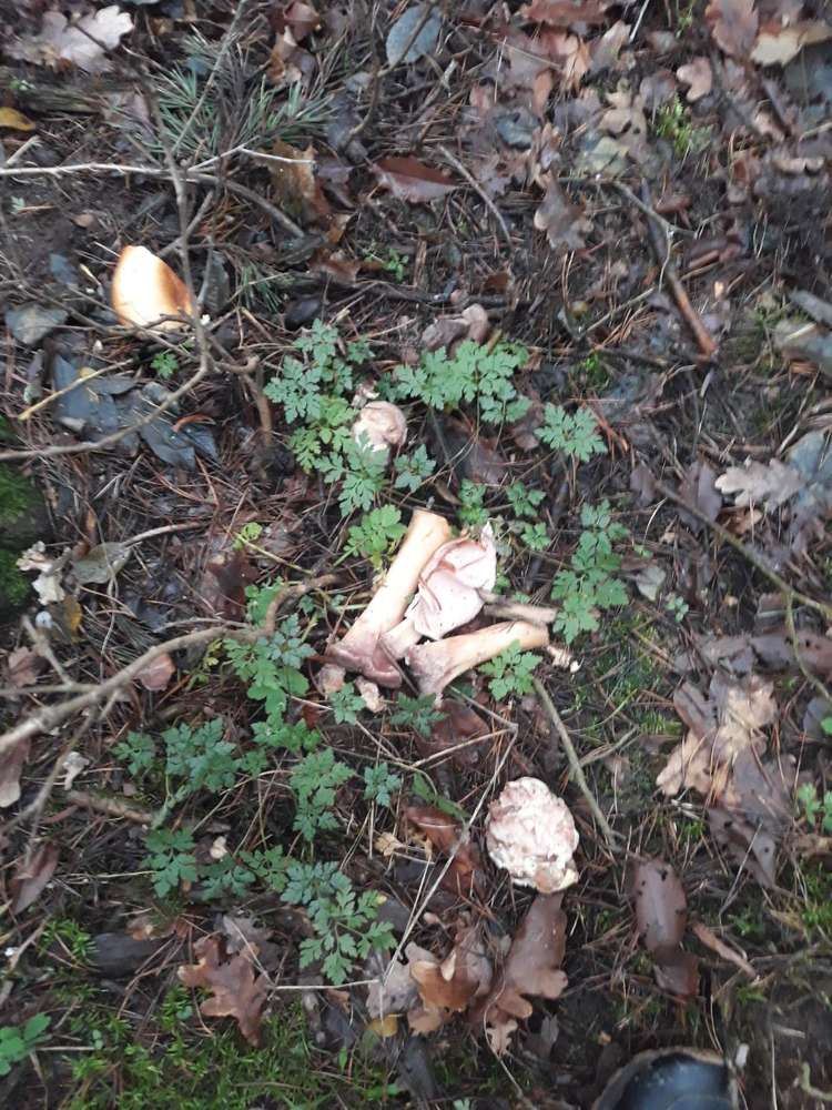 Giftköder-Knochen, Wurst und Teile von Brötchen an-Profilbild