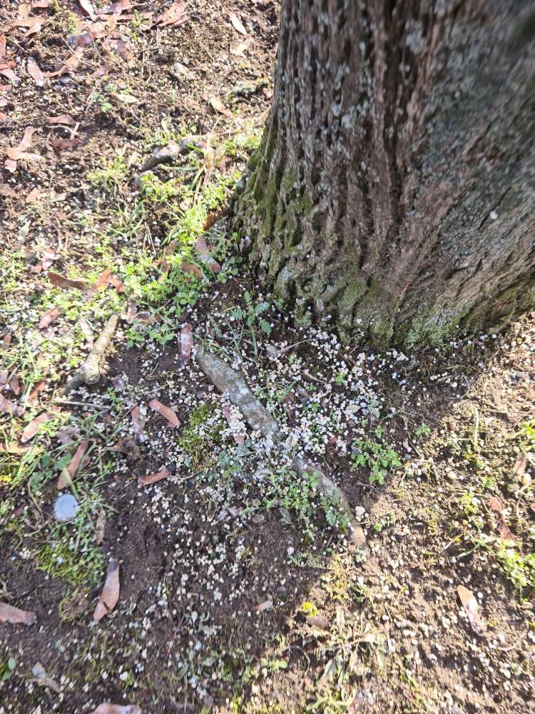 Giftköder-Weise Kugeln - Rattengift?-Profilbild