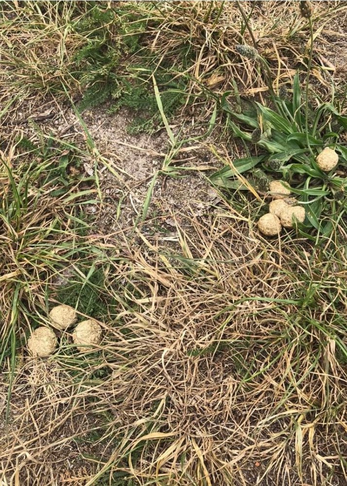 Giftköder-Giftköder-Profilbild