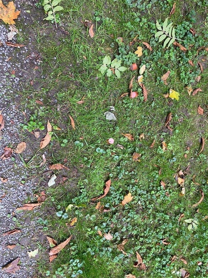 Giftköder-Wurst als Giftköder-Profilbild