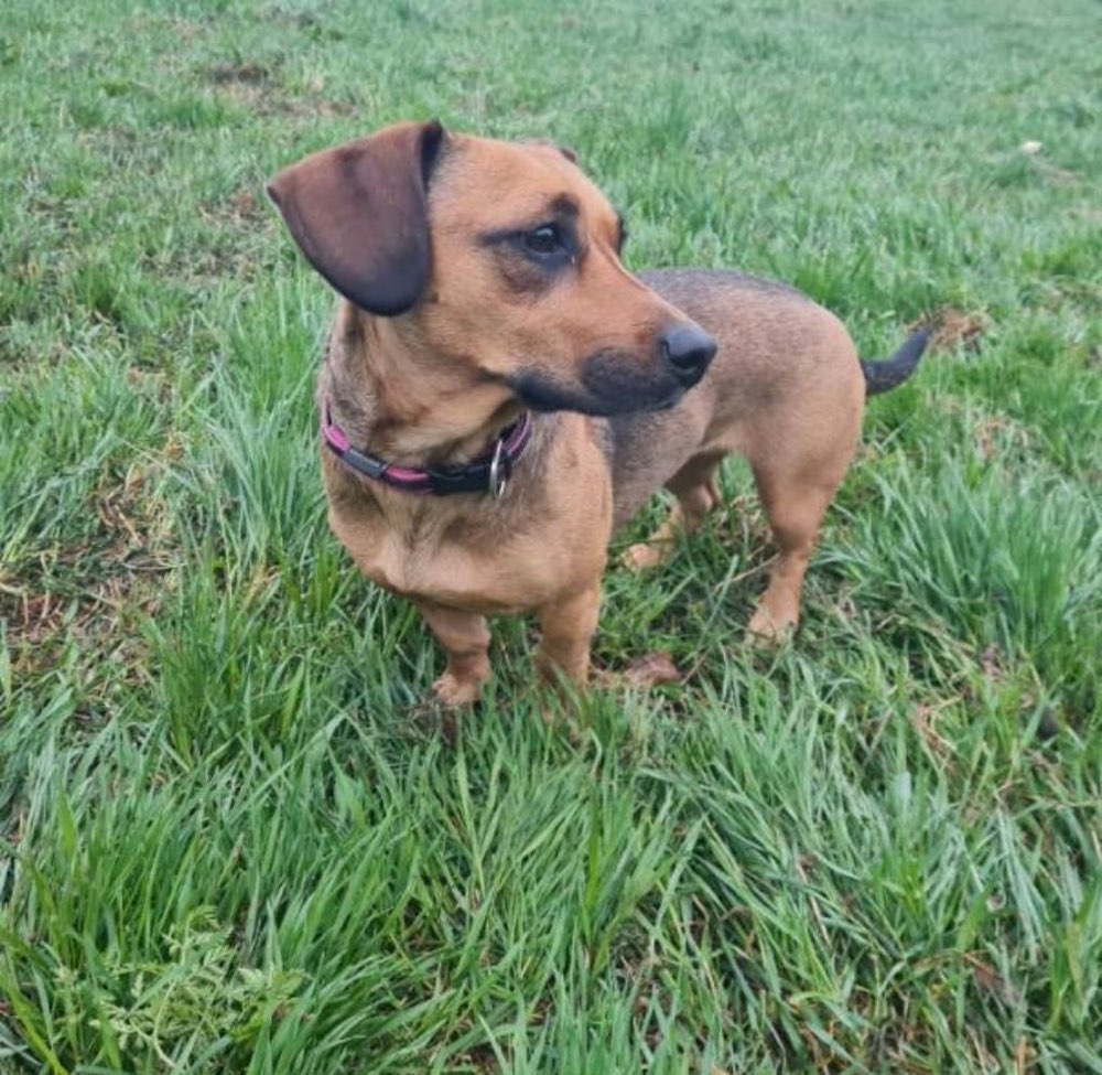 Giftköder-Vergifteter Hund-Profilbild