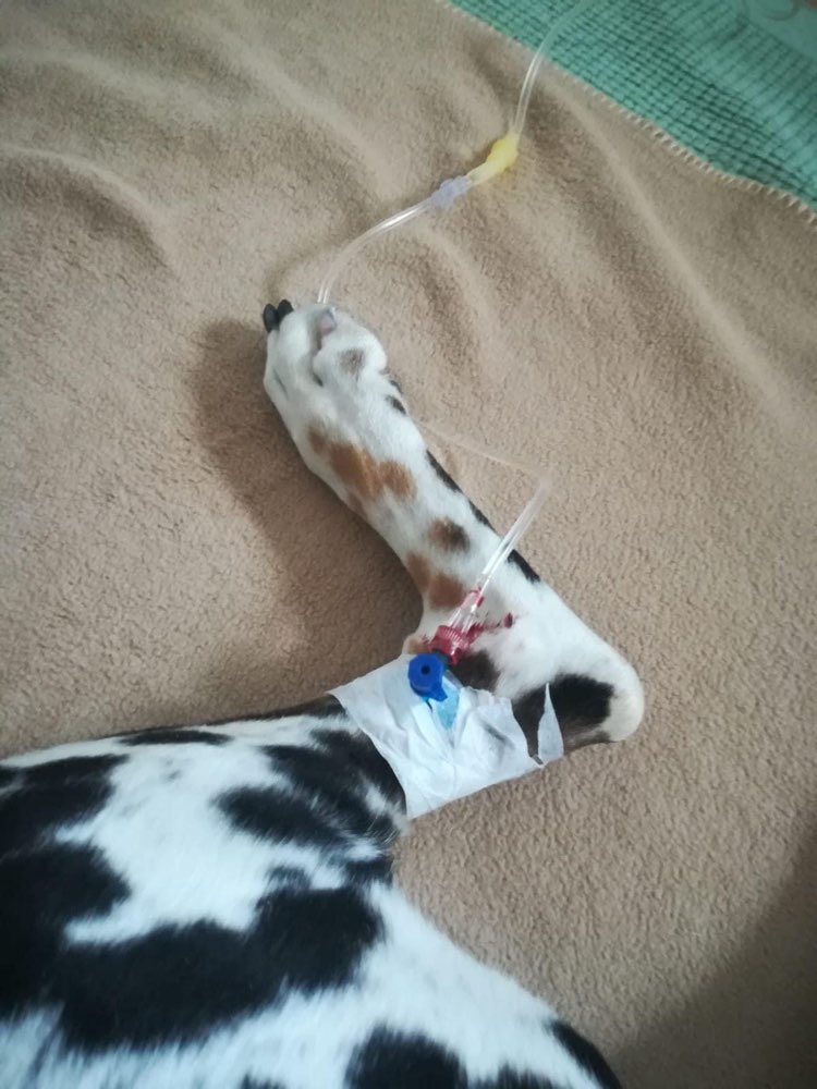 Giftköder-Giftköder-Profilbild