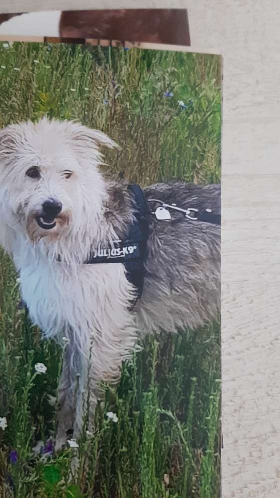 Suchmeldung-Agi-Profilbild