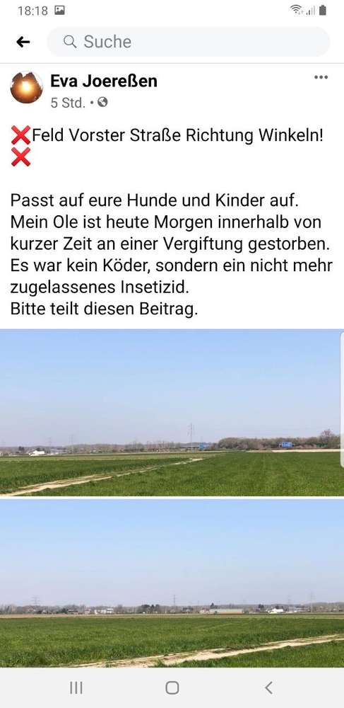 Giftköder-Vergifteter Hund-Profilbild