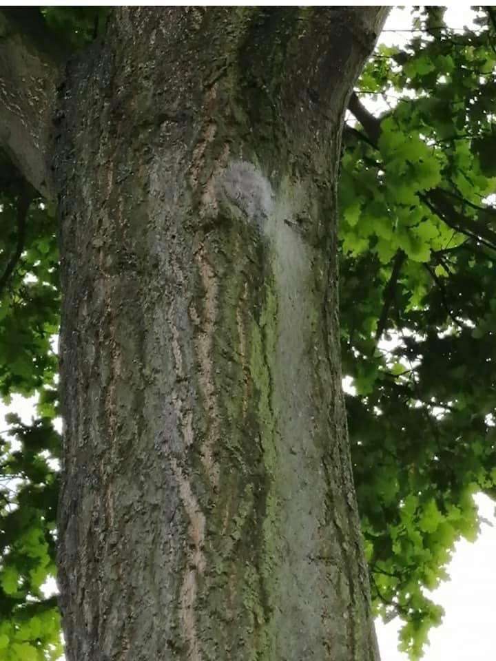 Giftköder-Eichenprozesspinner-Profilbild