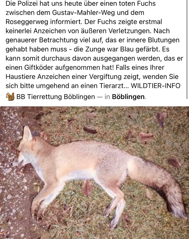 Giftköder-Toter Fuchs durch Giftköder-Profilbild