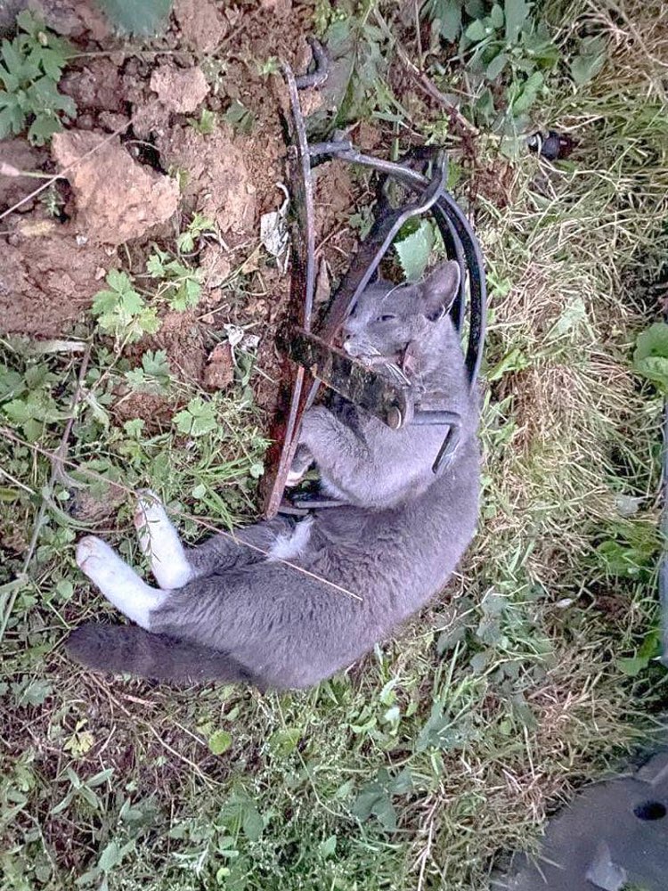 Giftköder-Getötete Katze - Bärenfalle-Profilbild