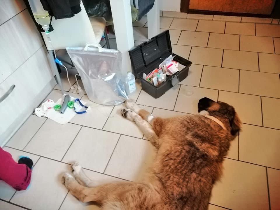 Giftköder-Giftköder mit Rasierklingen-Profilbild