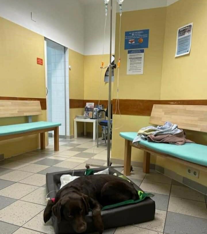 Giftköder-Giftköder - verletzter Hund-Profilbild