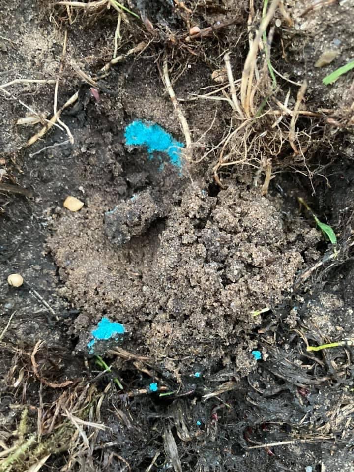 Giftköder-Vergifteter Hund-Profilbild