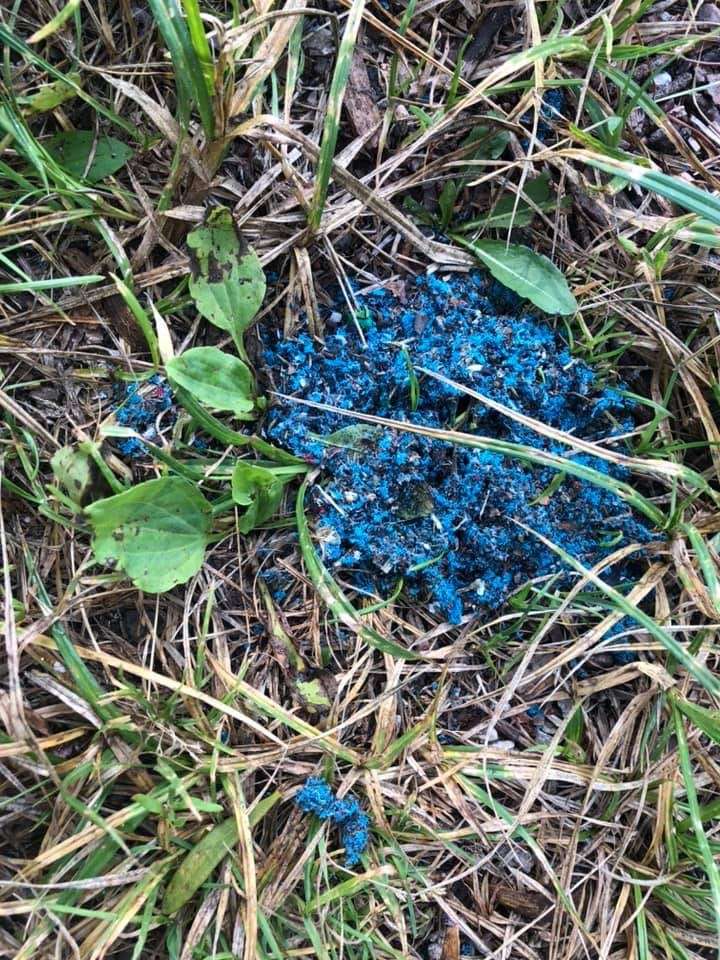 Giftköder-Rattengift-Profilbild