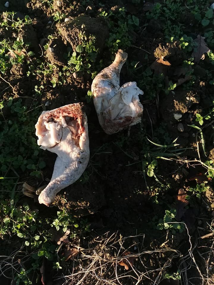Giftköder-Vermutlich Giftköder-Profilbild