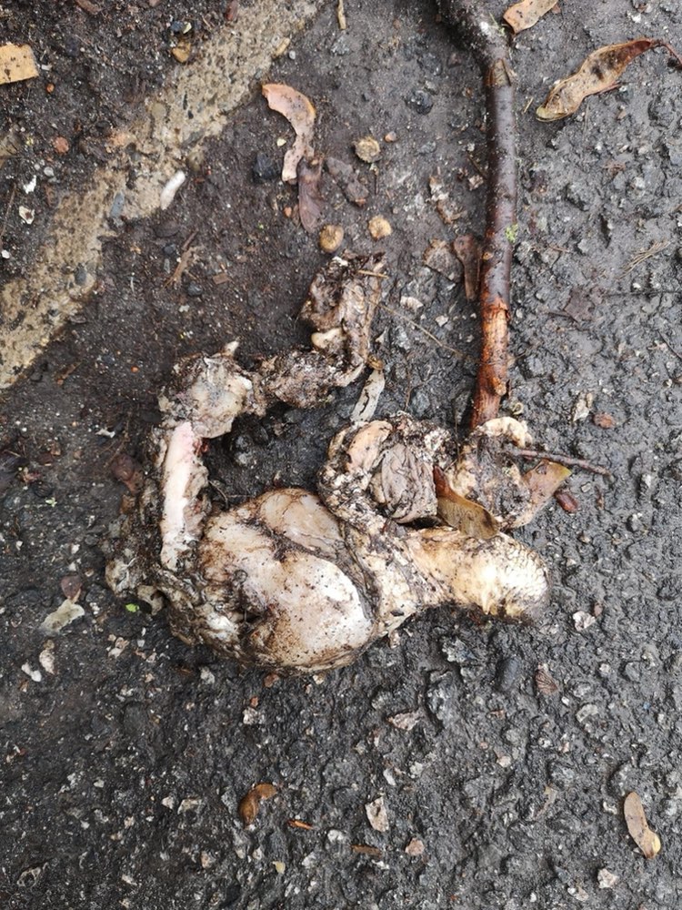 Giftköder-Erneut rohes Fleisch-Profilbild