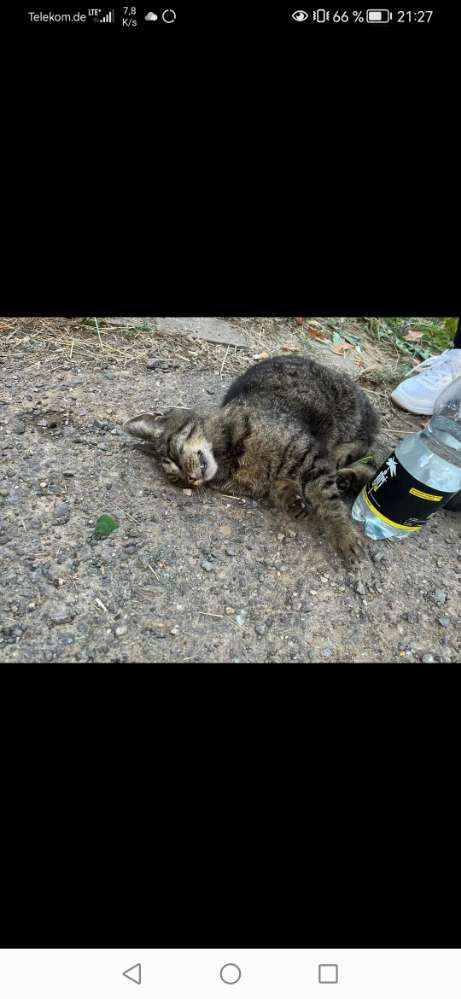 Giftköder-Giftköder-Profilbild