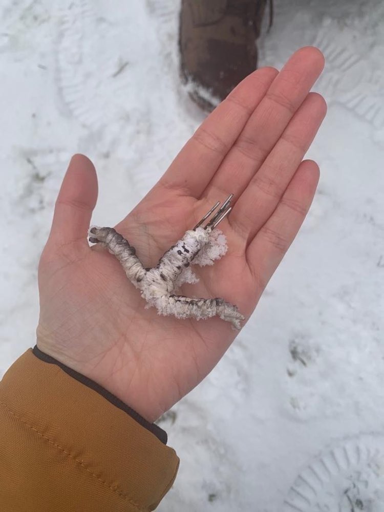 Giftköder-Nägel in Fleisch-Profilbild