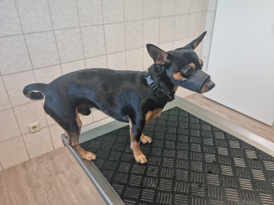 Giftköder-Ausgelegte Giftköder-Profilbild