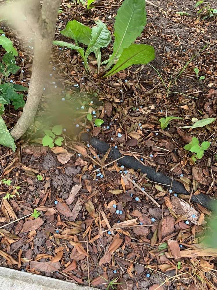 Giftköder-Blaukorn-Profilbild