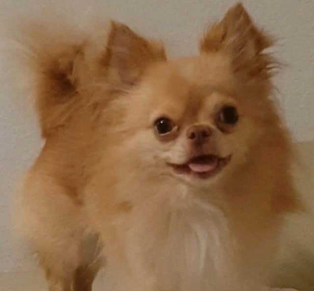 Giftköder-Hund hat Gartenfest aufgenommen-Profilbild