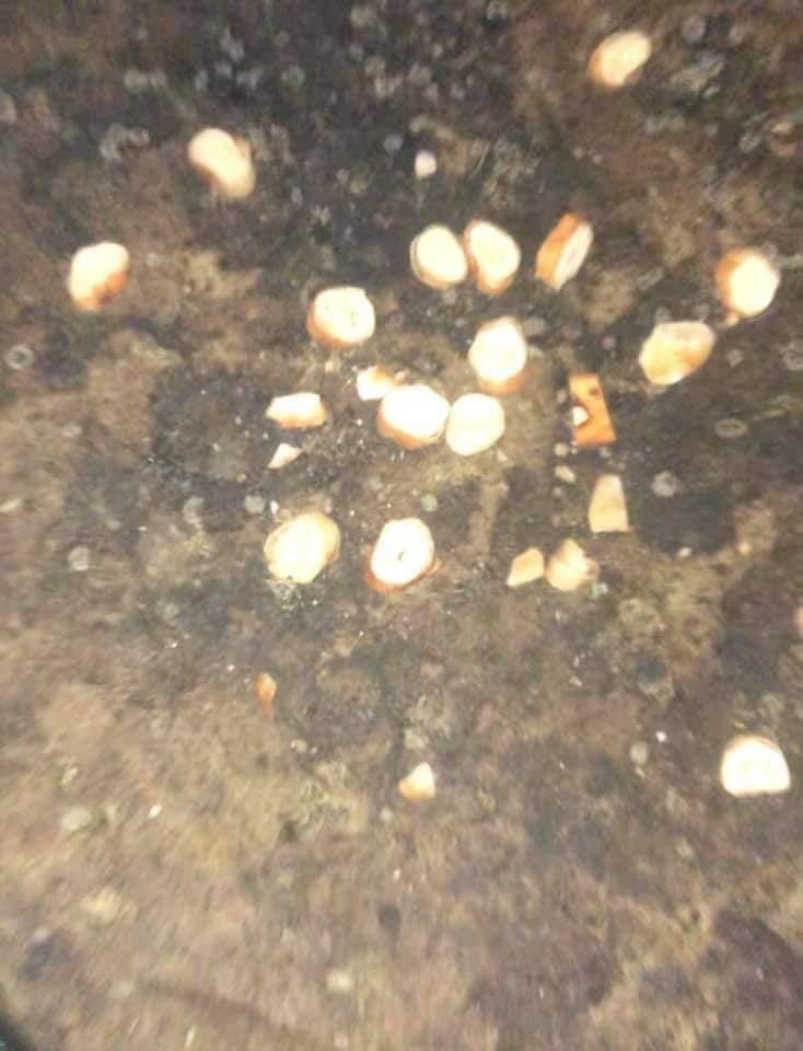 Giftköder-Giftköder-Profilbild