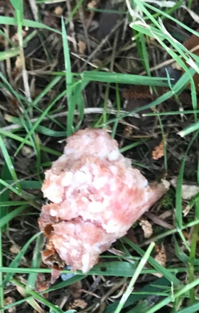 Giftköder-Giftköder-Profilbild