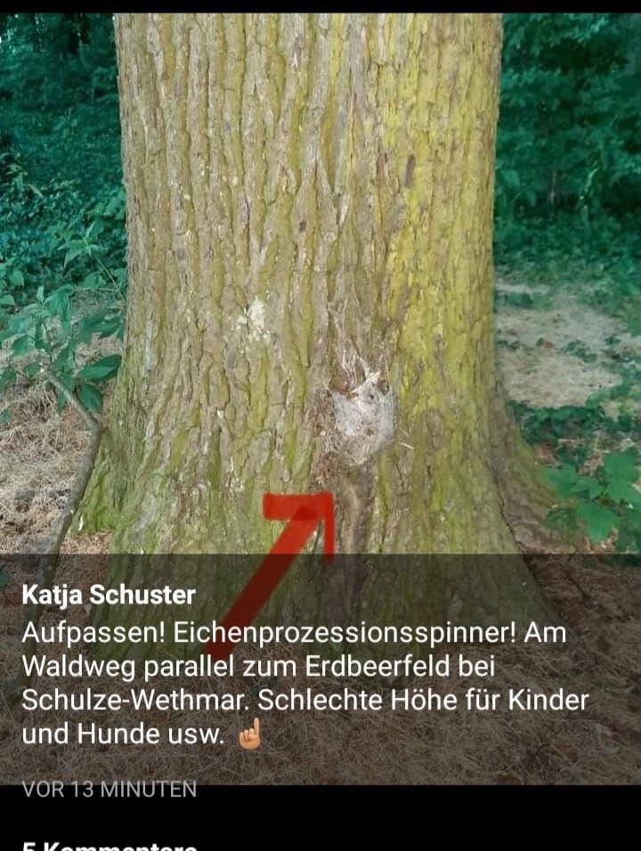 Giftköder-🐛🌳🐛EPS Eichenprossessionsspinner-Profilbild