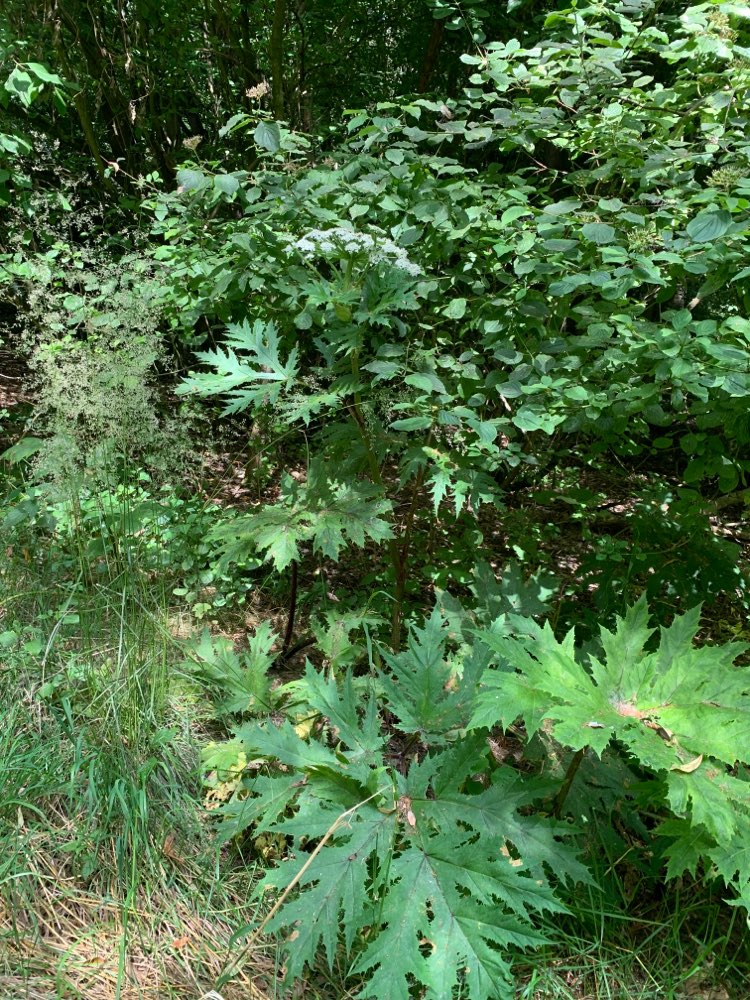 Giftköder-Riesenbärenklau-Profilbild