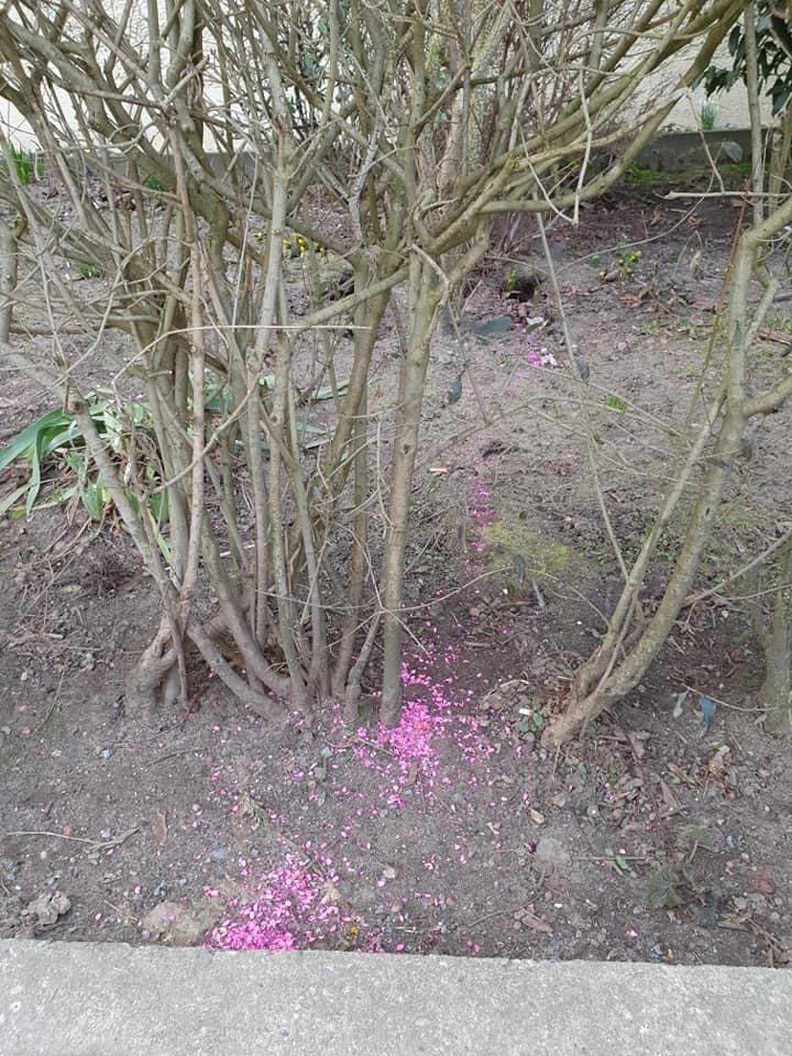 Giftköder-Rattengift-Profilbild