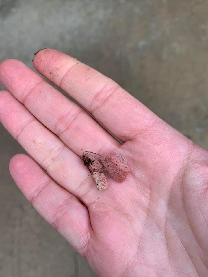 Giftköder-Leckerlies unter Laub-Profilbild