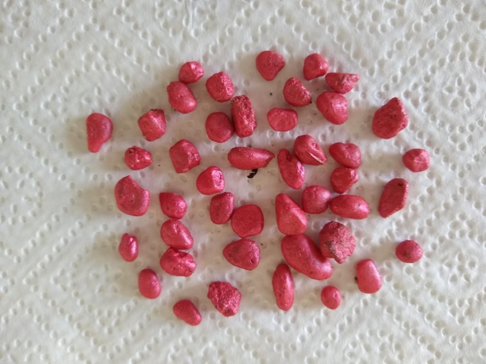 Giftköder-Rattengift / Mäusegift-Profilbild