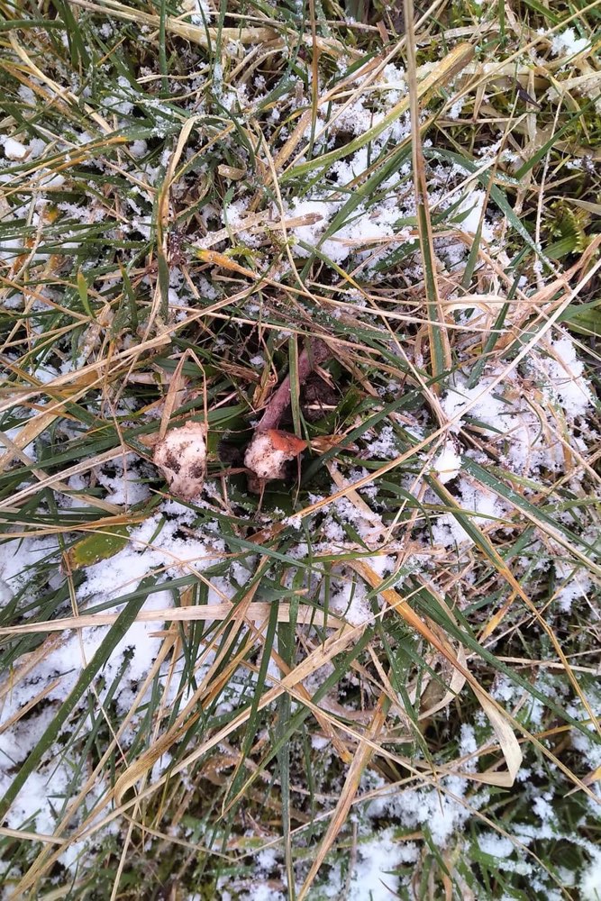 Giftköder-Köder -Fleisch & Knochen-Profilbild