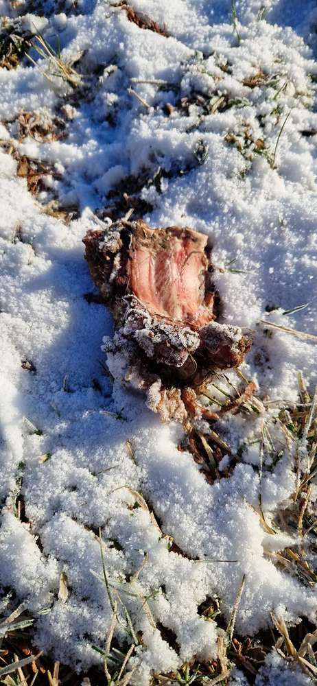 Giftköder-Giftköder-Profilbild