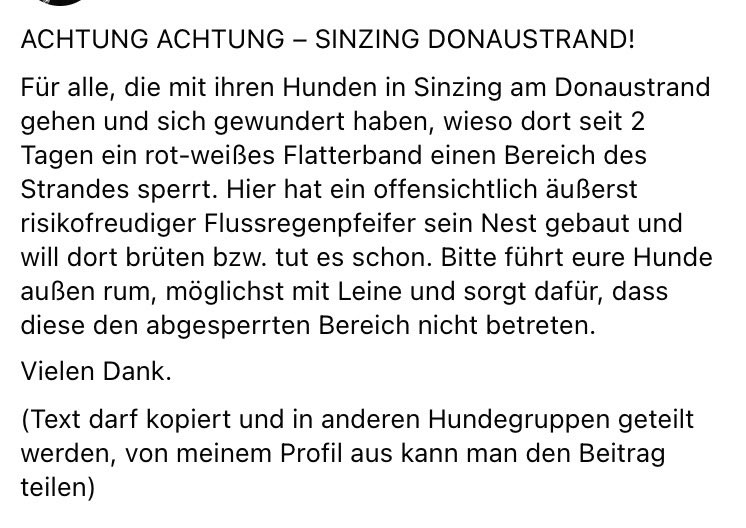 Giftköder-Flussregenpfeifer-Profilbild