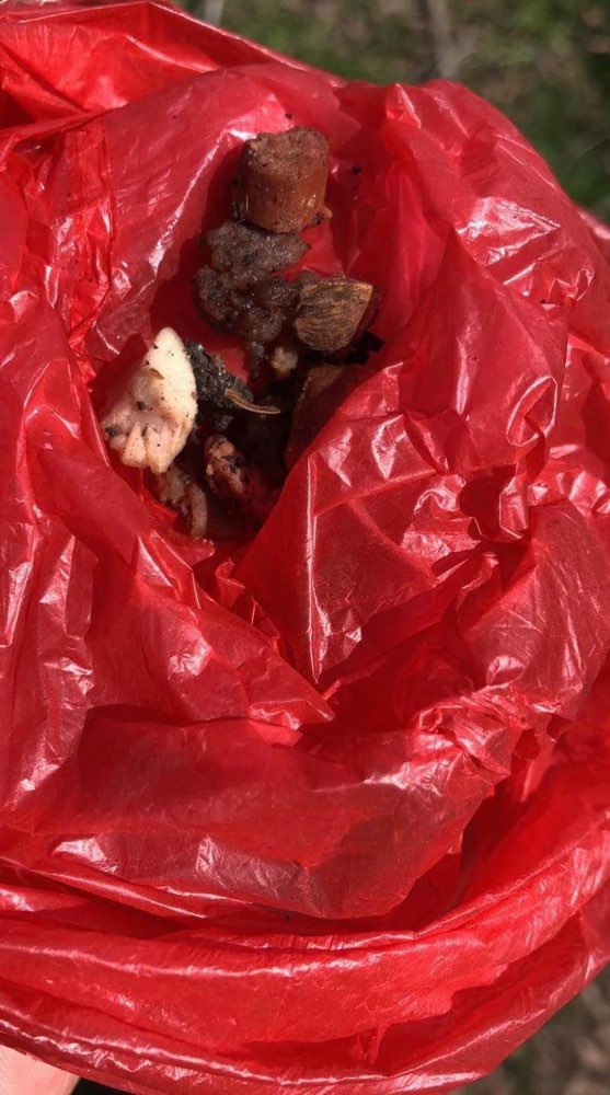 Giftköder-Verdächtige Futterstücke-Profilbild