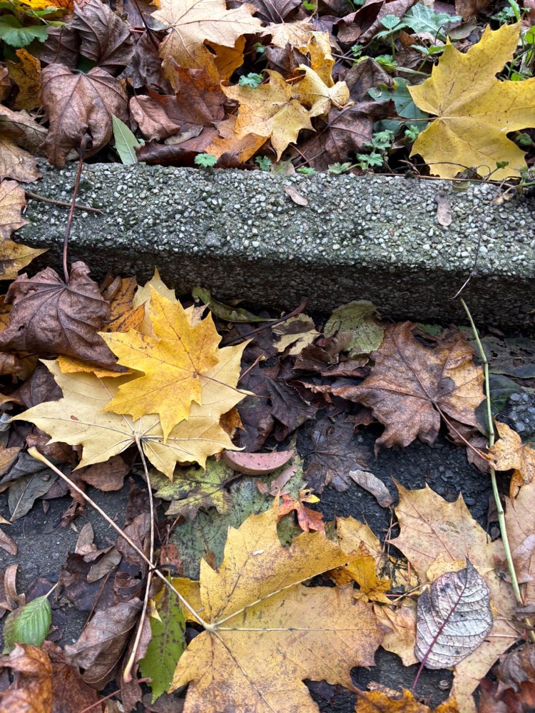 Giftköder-Ausgelegte Wurststückchen-Profilbild
