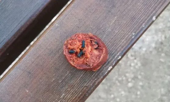 Giftköder-Giftköder-Profilbild