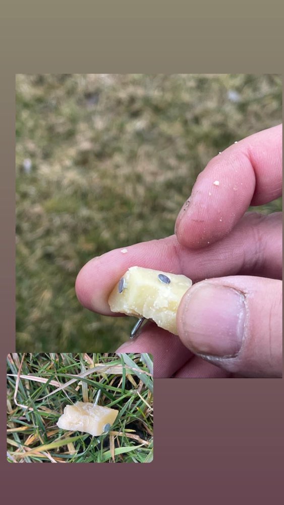 Giftköder-Käse mit Nagel-Profilbild