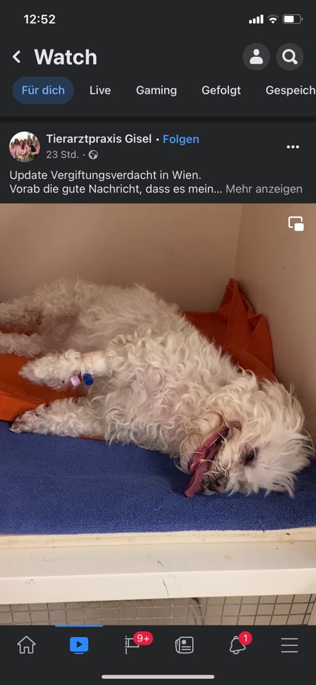 Giftköder-Vergifteter Hund-Profilbild