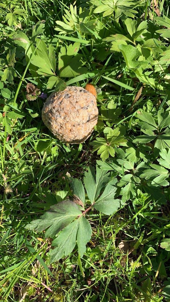 Giftköder-Giftköder mit Nägeln-Profilbild