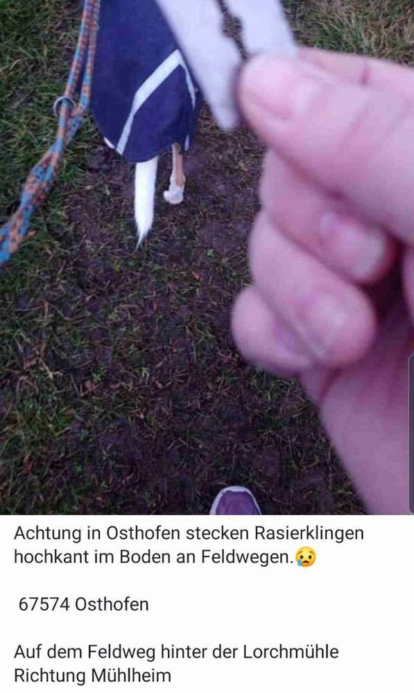 Giftköder-Rasierklingen-Profilbild