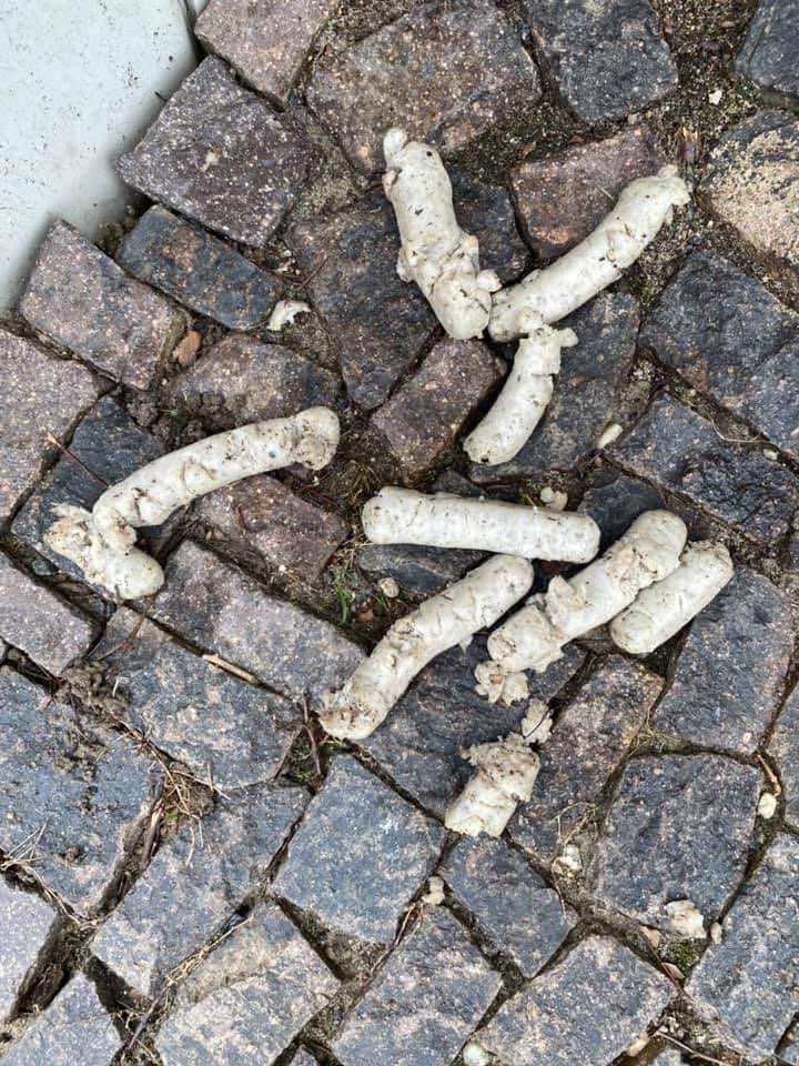 Giftköder-Präparate Würste-Profilbild