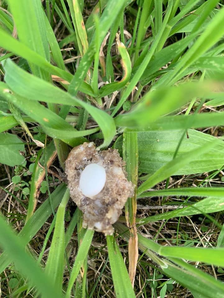 Giftköder-Erneut Frikadellen gefunden-Profilbild