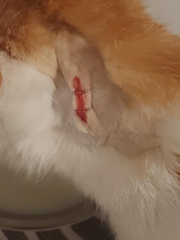 Giftköder-Angeschossene Katze-Profilbild