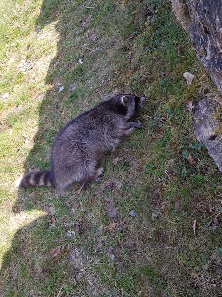 Giftköder-Vergifteter Waschbär-Profilbild