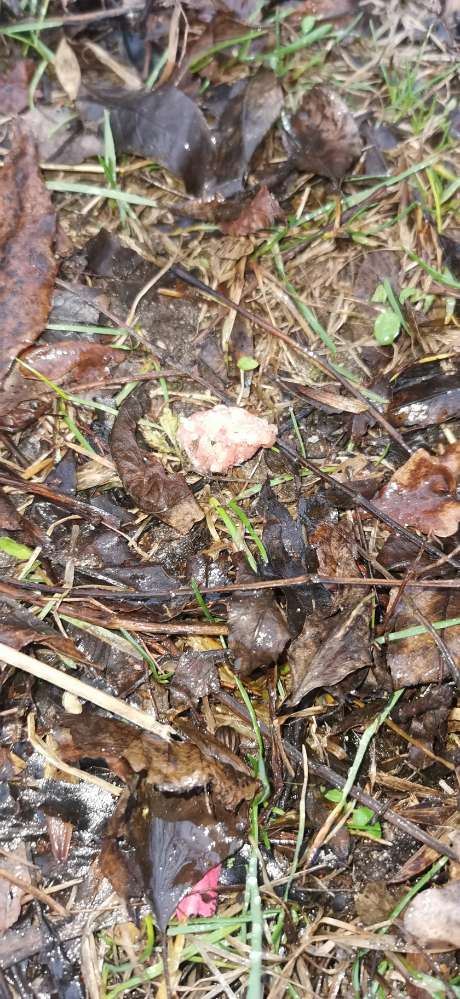 Giftköder-Giftköder (kleine hackbälchen )-Profilbild