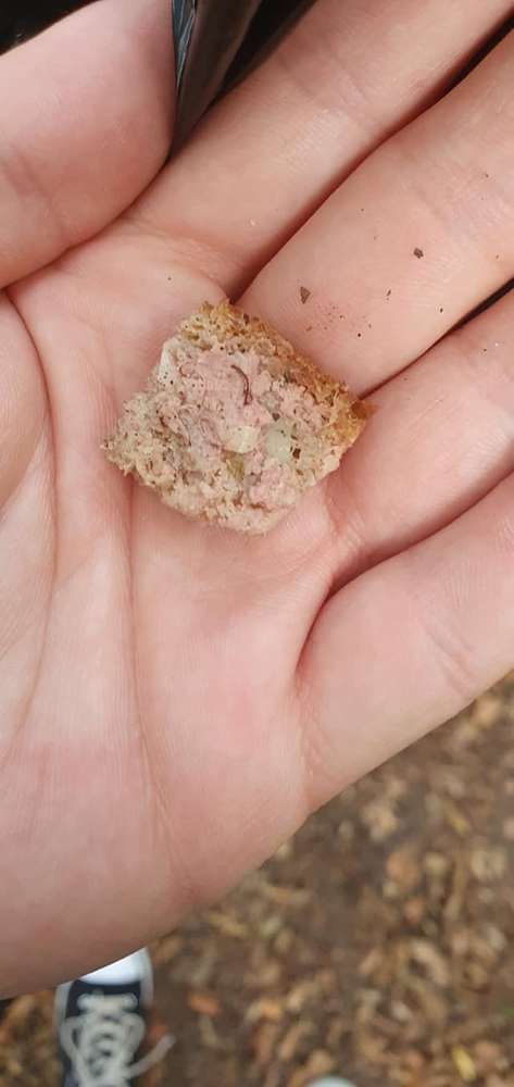 Giftköder-Giftköder-Profilbild