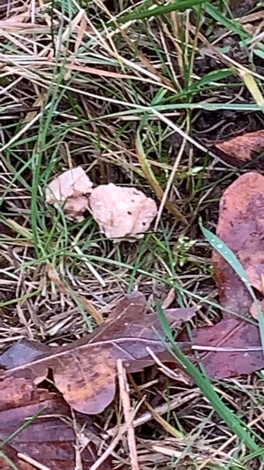 Giftköder-Verstecke Fleischbroken-Profilbild