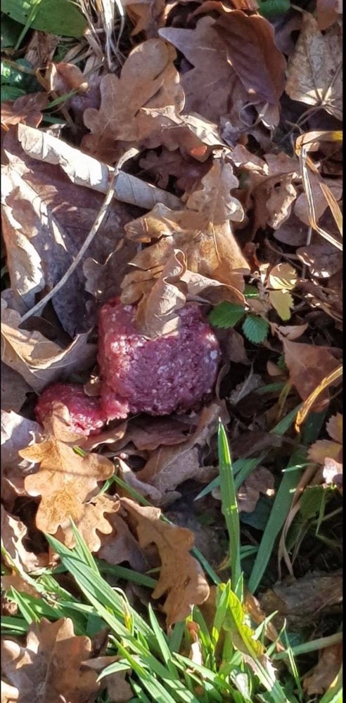 Giftköder-Rohes Fleisch - vielleicht vergiftet-Profilbild