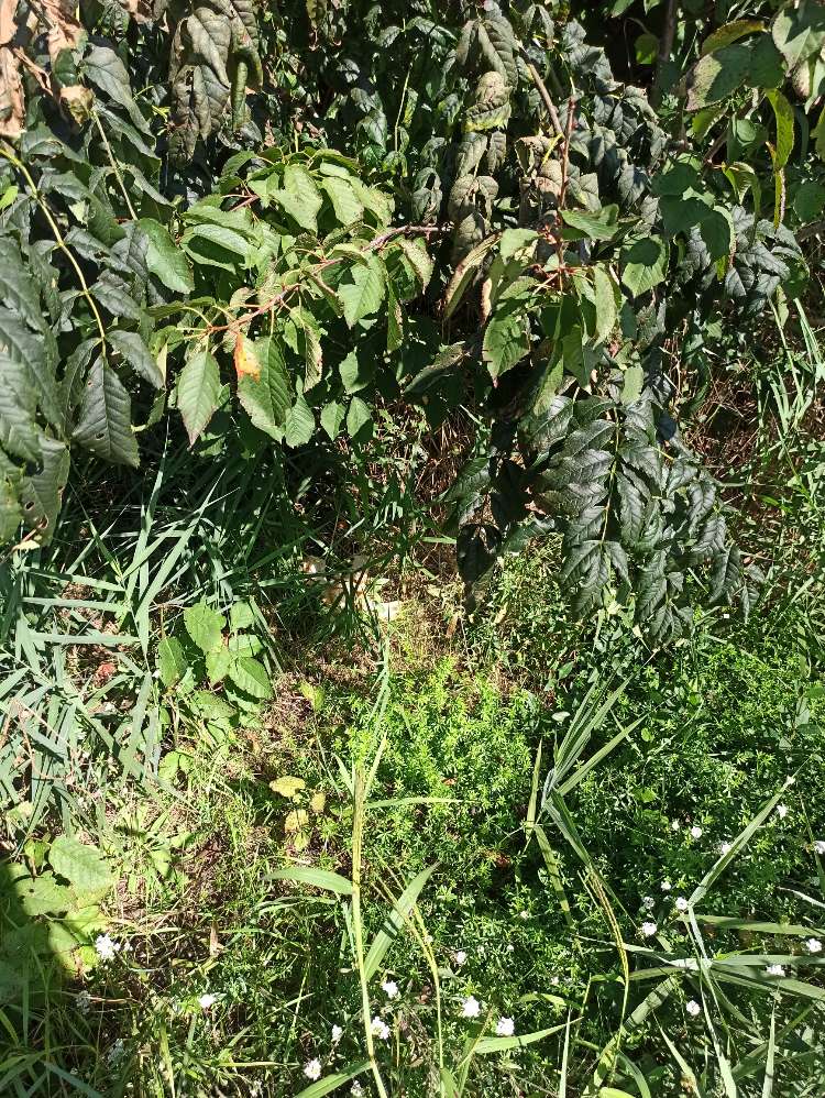 Giftköder-Versteckte Brotstücke-Profilbild