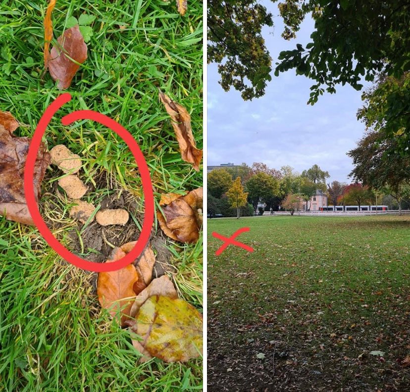 Giftköder-Möglicher Giftköder-Profilbild