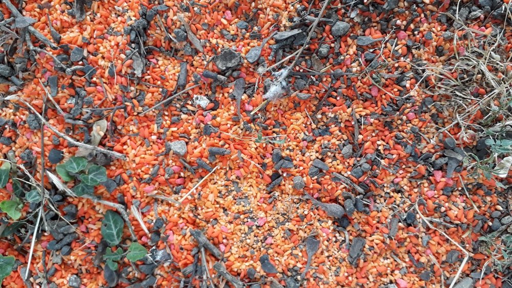 Giftköder-Vergiftete Körner-Profilbild